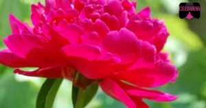 Beautiful Peony Colors and What They Symbolize