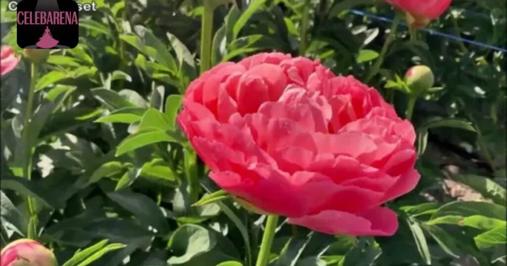 Coral Peony Colors and Modern Meanings
