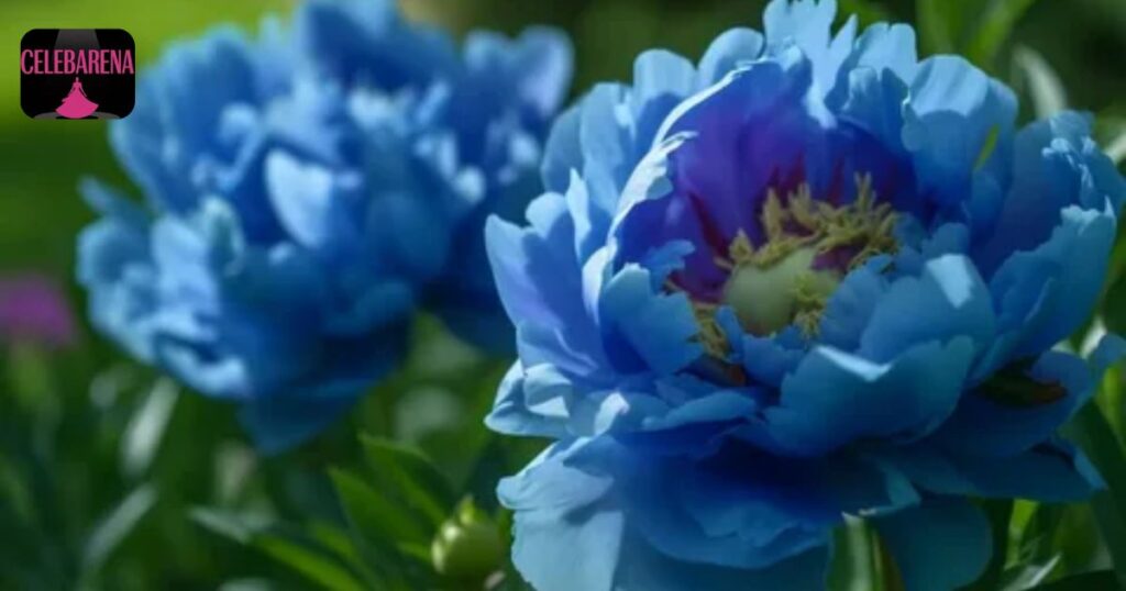 The Meaning Behind Beautiful Peony Colors