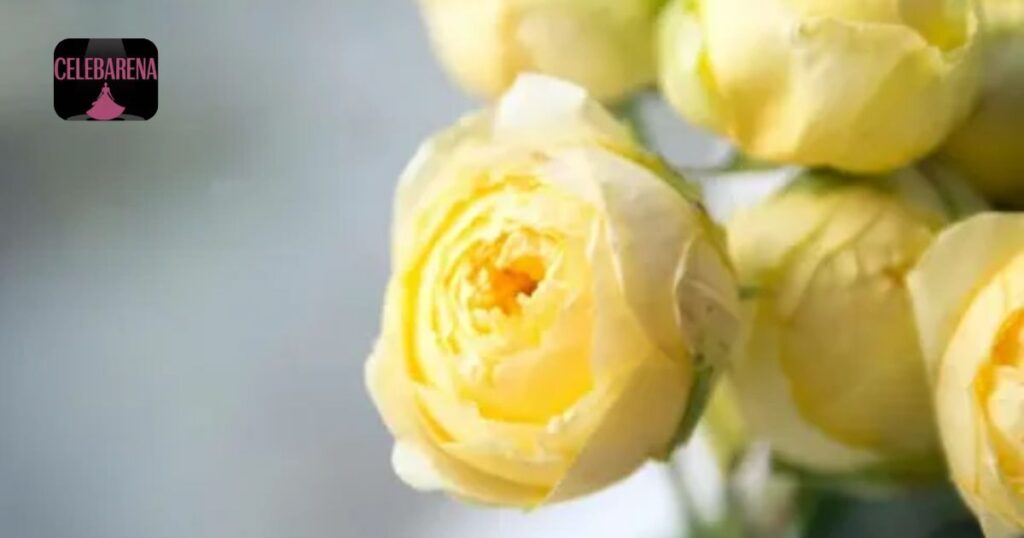 Yellow Peony Colors and Their Joyful Meaning